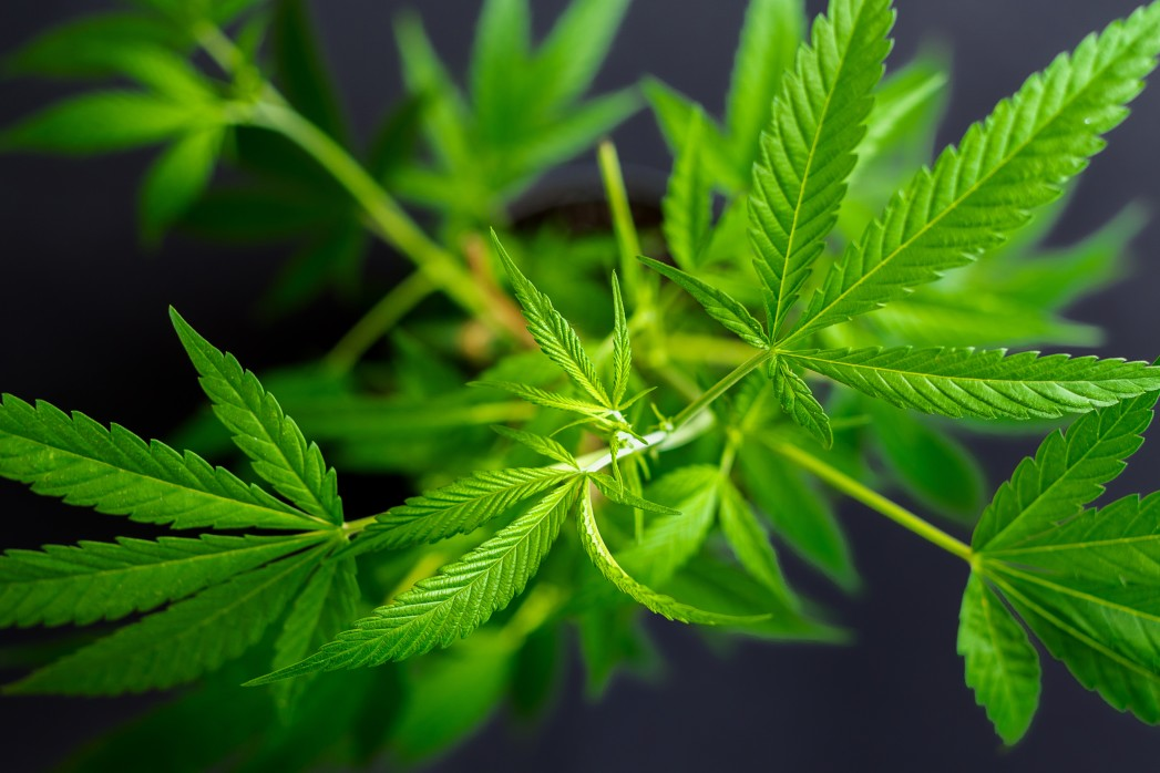 Cannabis & cannabinoids